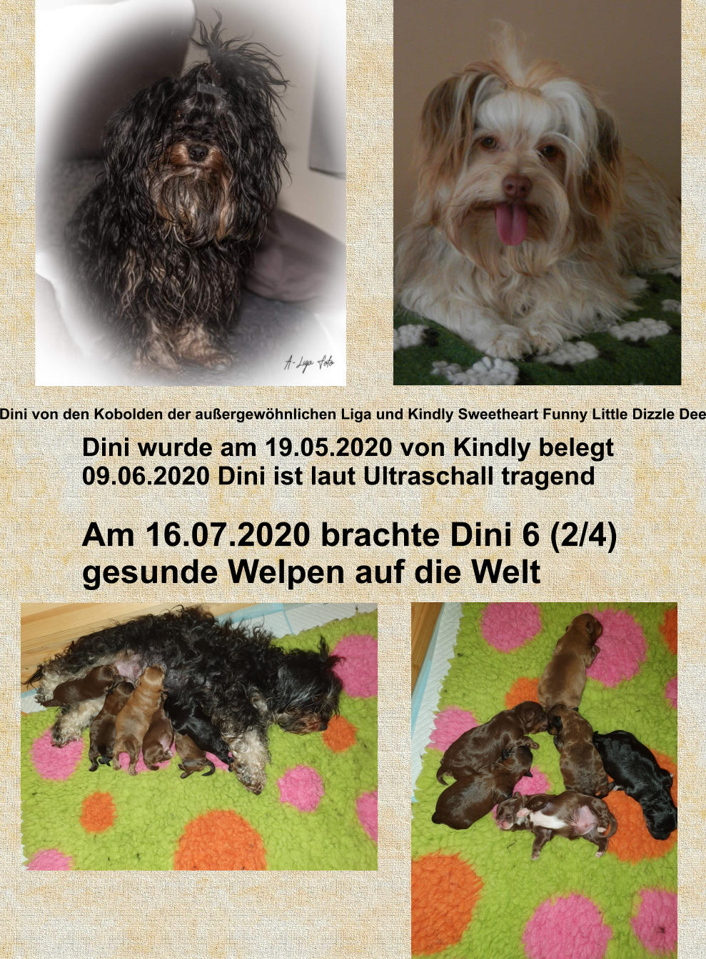 Dini von den Kobolden der außergewöhnlichen Liga und Kindly Sweetheart Funny Little Dizzle Dee Dini wurde am 19.05.2020 von Kindly belegt 09.06.2020 Dini ist laut Ultraschall tragend  Am 16.07.2020 brachte Dini 6 (2/4)  gesunde Welpen auf die Welt