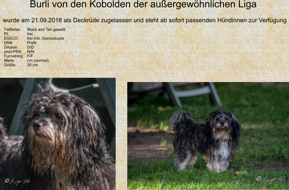 Fellfarbe:	Black and Tan gewellt PL		frei EVECO	frei inkl. Gonioskopie DNA		Profil Dilution	D/D prcd-PRA	N/N Furnishing	F/F Merle		n/n (normal) Größe		26 cm		 wurde am 21.09.2018 als Deckrüde zugelassen und steht ab sofort passenden Hündinnen zur Verfügung Burli von den Kobolden der außergewöhnlichen Liga