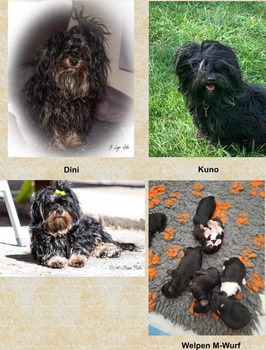 Dini Kuno Welpen M-Wurf