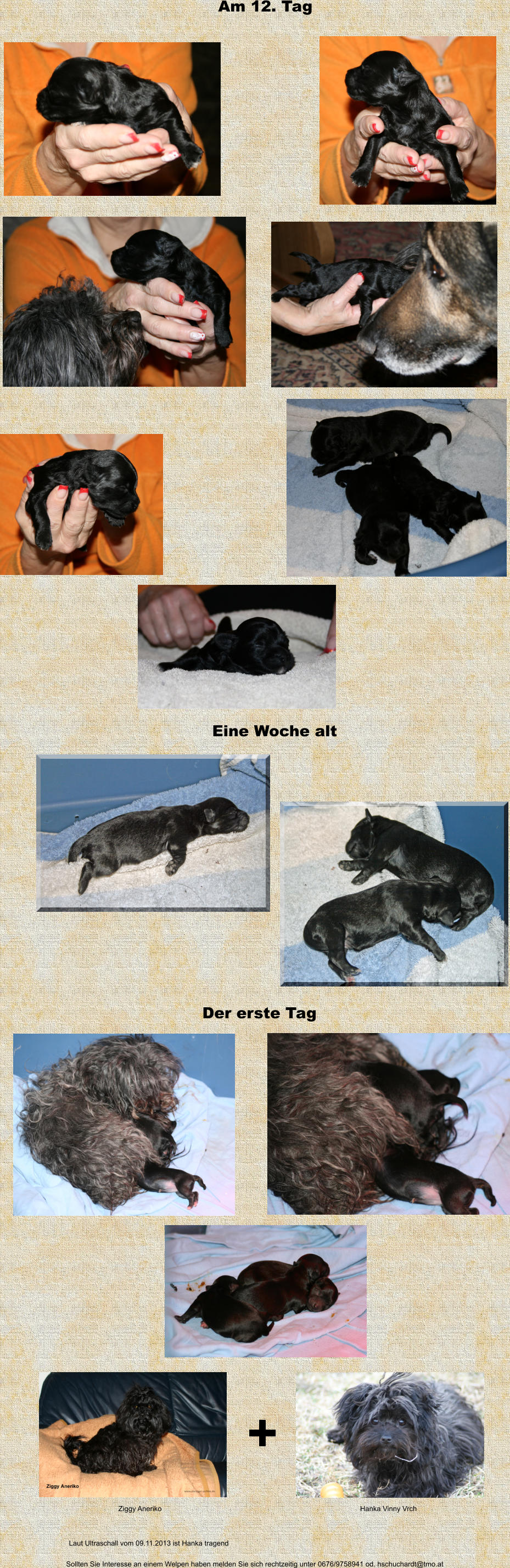 + Hanka Vinny Vrch Ziggy Aneriko Laut Ultraschall vom 09.11.2013 ist Hanka tragend Sollten Sie Interesse an einem Welpen haben melden Sie sich rechtzeitig unter 0676/9758941 od. hschuchardt@tmo.at Eine Woche alt Am 12. Tag Der erste Tag